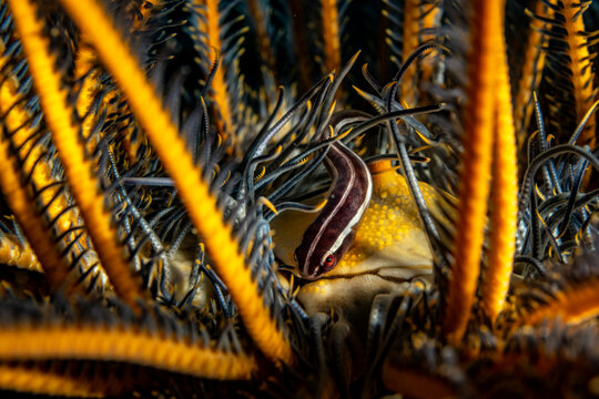 Crinoid Clingfish