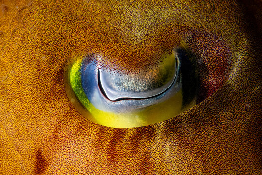 Cuttlefish Eye