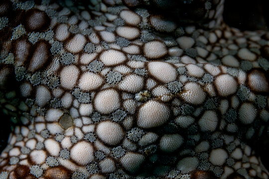 Friant's Sea Star Pattern