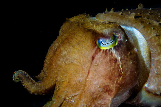 Cuttlefish