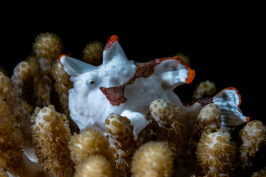 Warty Frogfish in the Coral