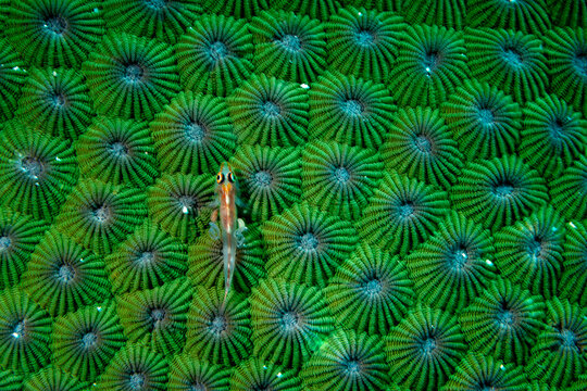 Goby with Parasites on Coral
