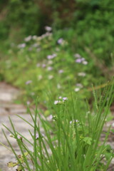 white flowers in the garden