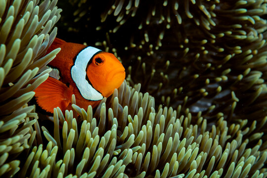 Western Clown Anemonefish