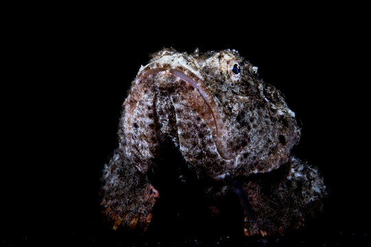 Scorpionfish Portrait