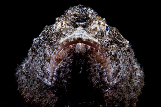 Scorpionfish Portrait