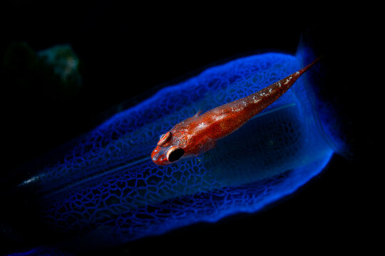 Ghost Goby on Tunicate