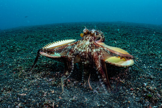 Coconut Octopus Walking 