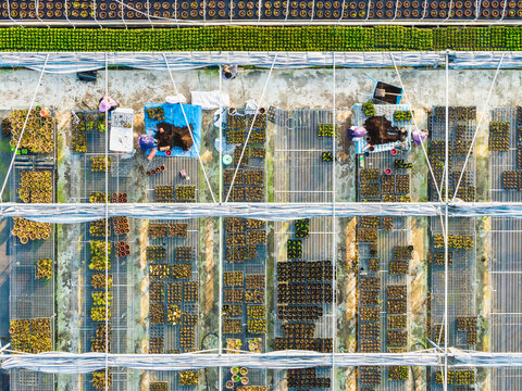 Commercial Greenhouse Plant Nursery with Workers Tending Seedlin