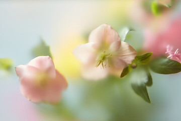 Soft pastel flowers seen through frosted film