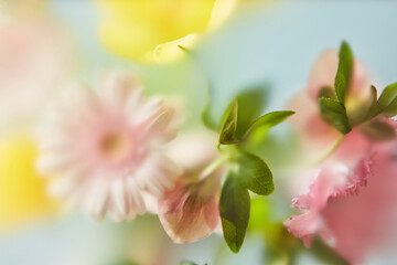 Colorful spring flowers viewed through soft film