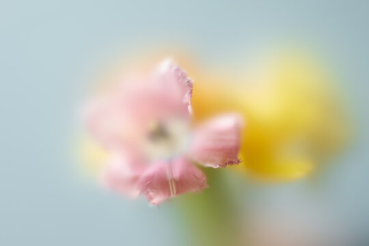 Soft pink and yellow flowers through frosted blur