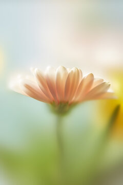 Pink gerbera flower through matte film and blur