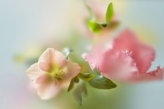 Pink flower petals seen through soft matte film