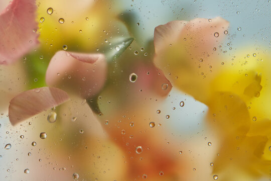 Closeup of spring flowers seen through wet textured film in soft focus