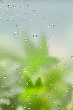 Green ivy background through misted glass