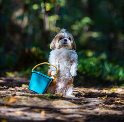 shih tzu dog with a bucket in the park