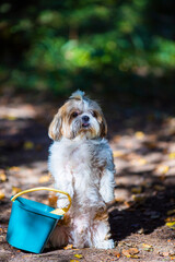 shih tzu dog with a bucket in the park