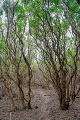 Fototapeta premium Pedestrian path through dense vegetation towards Barreiro da Faneca on the Azorean island of Santa Maria-Portugal
