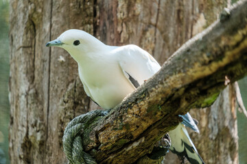 pied imperial pigeon on a branch