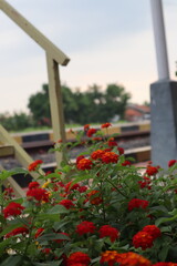 Obraz premium flowers in the garden