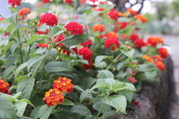 red and white flowers