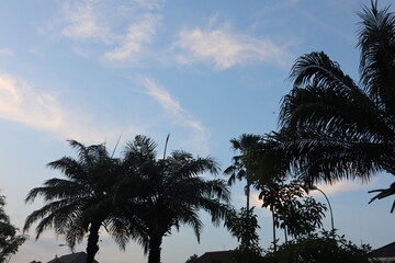 palm trees at sunset