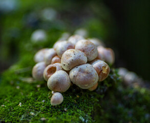 mushroom growing on a rotten tree in the forest 