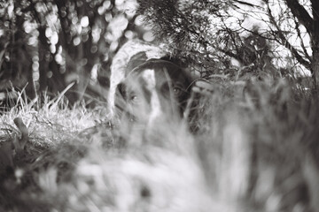Dog Resting in Tall Grass with texture feeling and copy space
