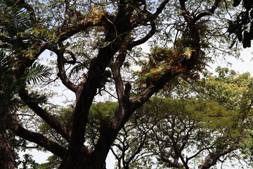 tree and sky