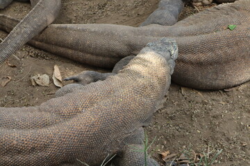 photo of komodo in the park