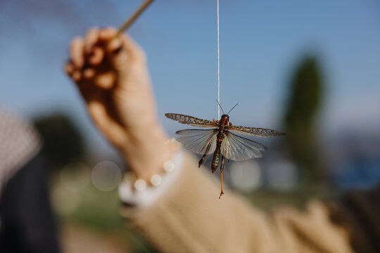 Grasshopper hanging on a string