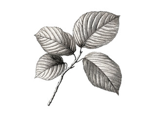 Vintage hand-drawn engraving of Beech Tree Leaves, botanical illustration, beech leaf veins, woodland sketch, eco-friendly print, retro tree decor, old engraving style, nature art