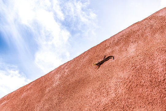 Agama lizard climbing red wall in Senegal, Africa