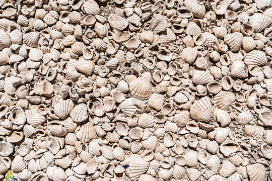 Seashells forming a textured background in Fadiouth Shell
