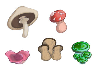Fototapeta premium mushrooms
