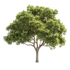 Green tree isolated on white background