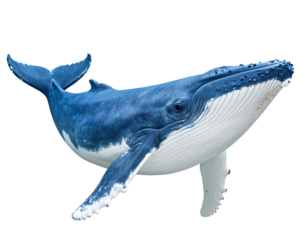 A realistic Southern right whale, isolated on a white background, representing majestic marine giants and conservation.