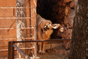 Male Girgentana goat with twisted spiral horns in corral and rocky zoo enclosure, Santa Eugènia, Mallorca. Exotic domestic animals, children activities, Italian goats, endangered species and breeds. 