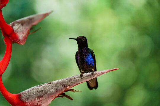 Hummingbirds  in Mindo, Ecuador 
