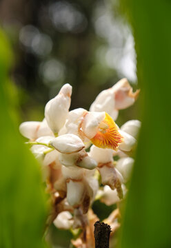 Closeup of Alpinia serrulata flower bud