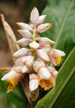 Closeup of Alpinia serrulata flower bud