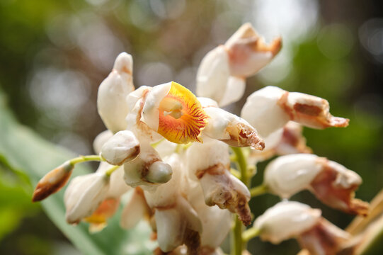 Closeup of Alpinia serrulata flower bud