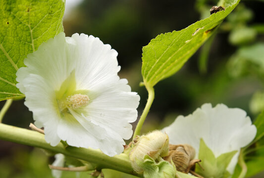 Closeup of hollyhock flowers