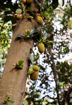 Closeup of growing jackfruit on a tree in the woods