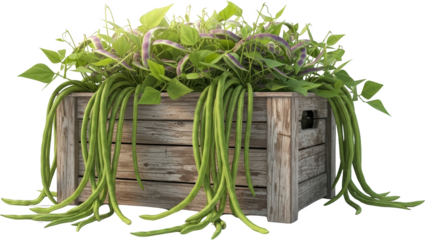 Long green beans and purple pods growing in a rustic wooden crate isolate