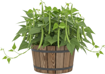 Fresh green bean plant with abundant pods growing in a wooden barrel planter transparent background