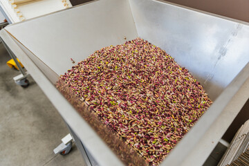 Tray of dry pistachios ready for packaging in a warehouse