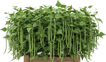 Bushy green plant laden with many long slender green beans isolate vegetable