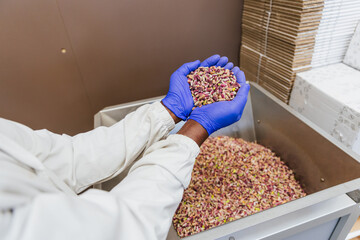 A person wearing a white lab coat is holding a handful of pistachios during the packaging process